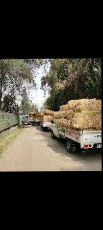 Imagen 6 de servicio