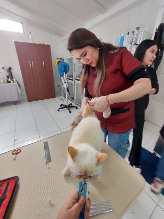 Imagen 9 de servicio