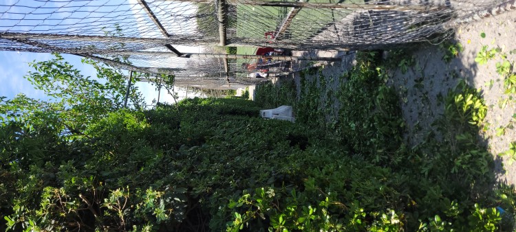 Imagen 6 de servicio