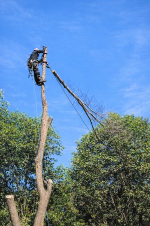 Imagen 7 de servicio