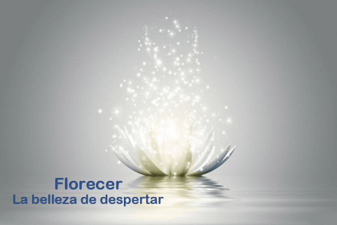 Imagen 8 de servicio
