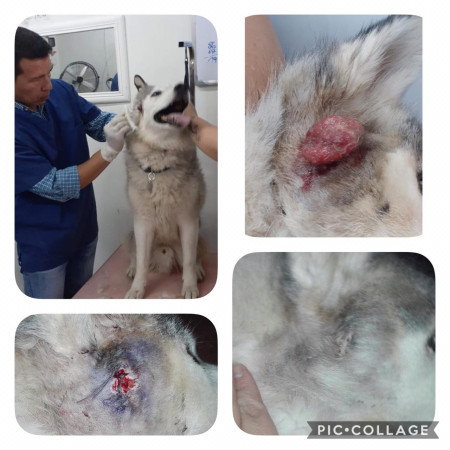 Imagen 2