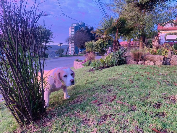 Imagen 42 de servicio