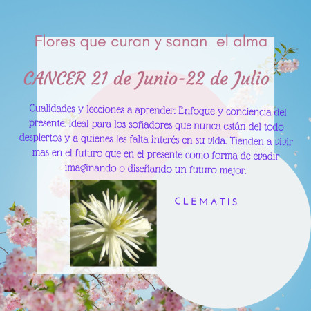 Imagen 8 de servicio