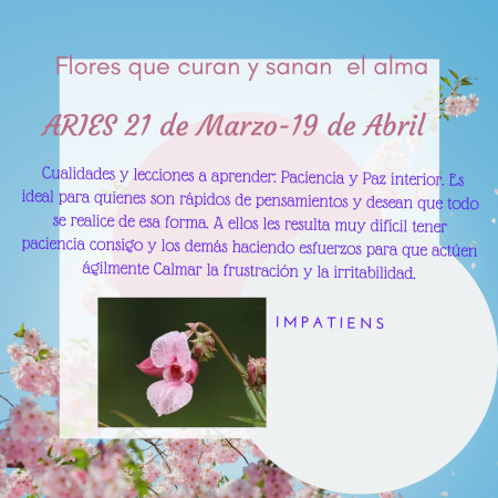 Imagen 11 de servicio