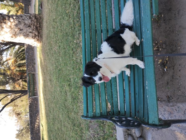 Imagen 2