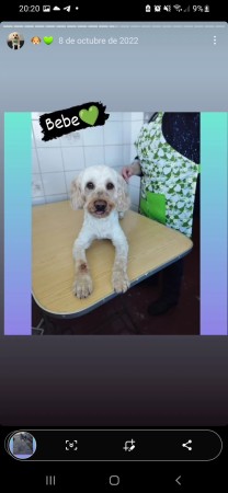 Imagen 16 de servicio