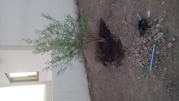 Imagen 16 de servicio
