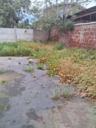 Imagen 83 de servicio