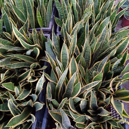 Imagen 5 de servicio
