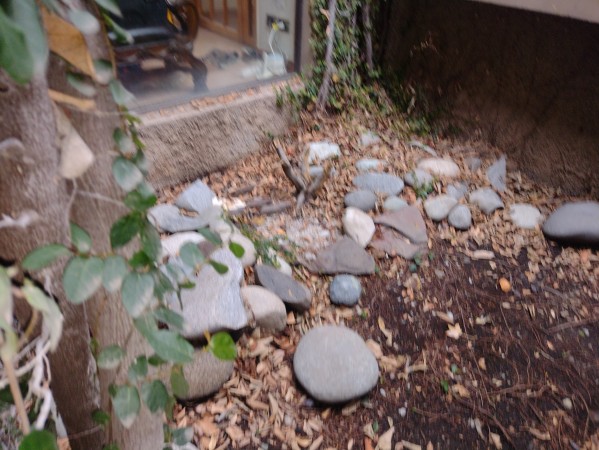 Imagen 7 de servicio