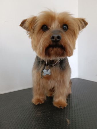 Imagen 0