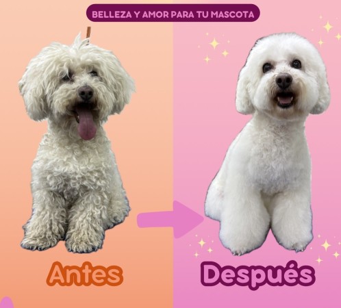 Imagen principal del servicio