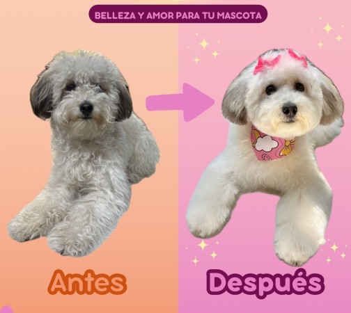 Imagen principal del servicio