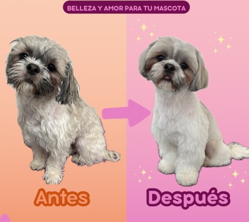 Imagen principal del servicio
