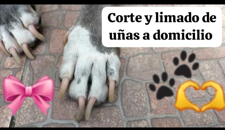 Imagen 14 de servicio