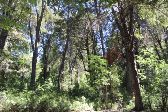 Imagen 2