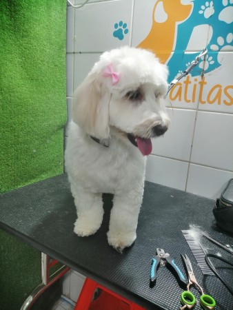 Imagen 20 de servicio